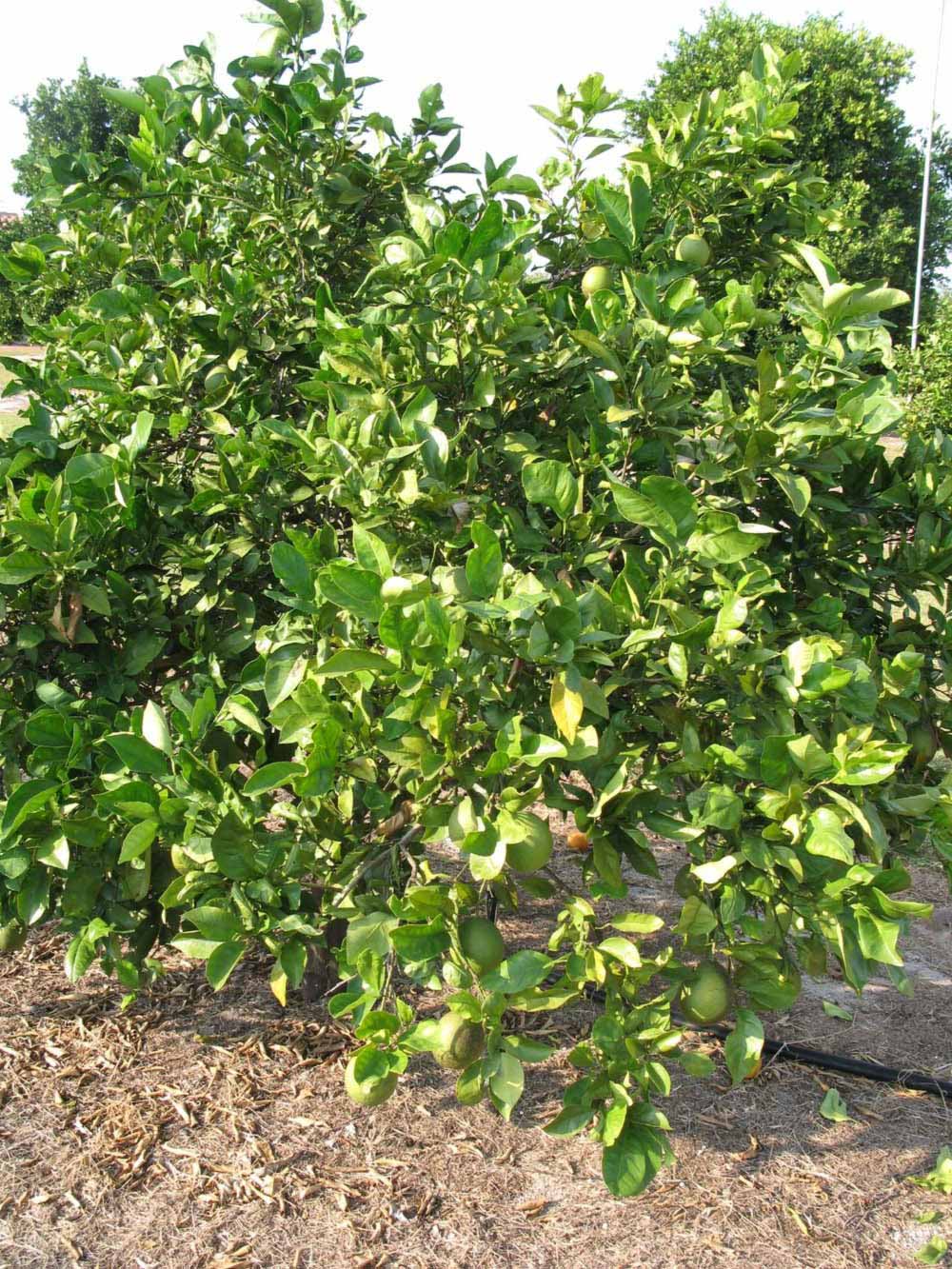              Habit (Winter Haven, FL)       